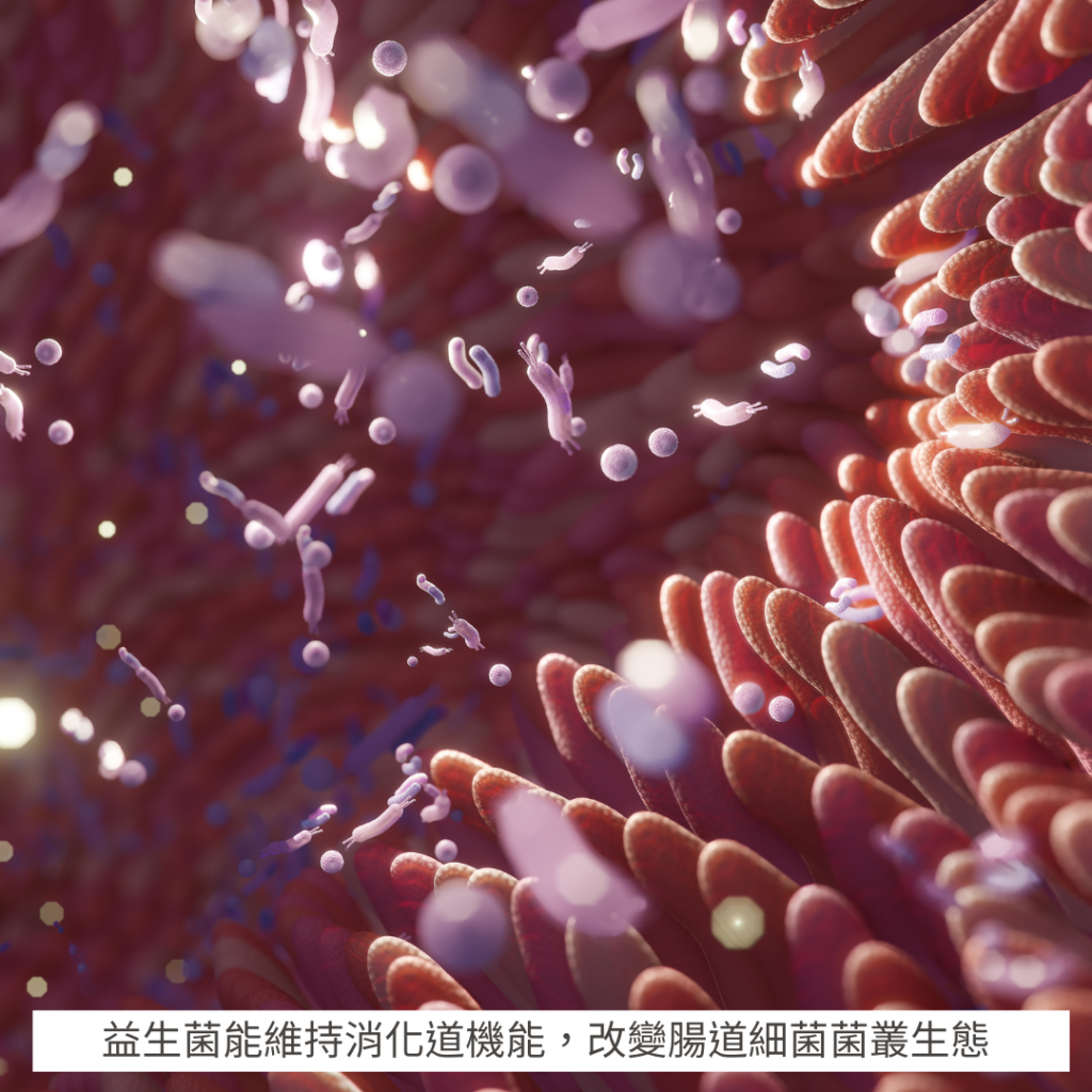 益生菌能維持消化道機能，改變腸道細菌菌叢生態